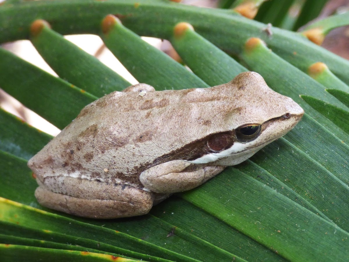 Slender Tree Frog