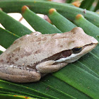 Slender Tree Frog