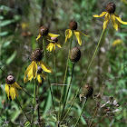 Yellow Coneflower