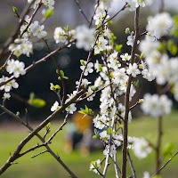 Primavera quanto sei bella di 