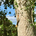 West African Rainbow Lizard