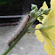 White hairy caterpillar