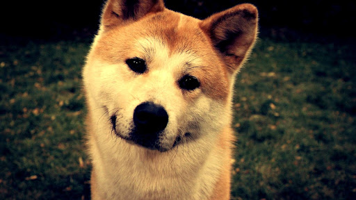 Shiba Inu Live Wallpaper