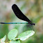 Dark-Winged Damselfly