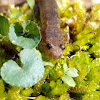 Spotted Dusky Salamander