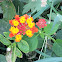 Lantana