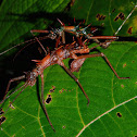 Touch-Me-Not Stick Insect, Phasmid