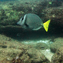 Yellowtail Surgeonfish