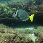 Yellowtail Surgeonfish