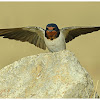 Barn Swallow