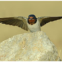 Barn Swallow