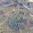 Northern leopard frog