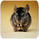 Download Chinchilla sounds For PC Windows and Mac 5.44.8