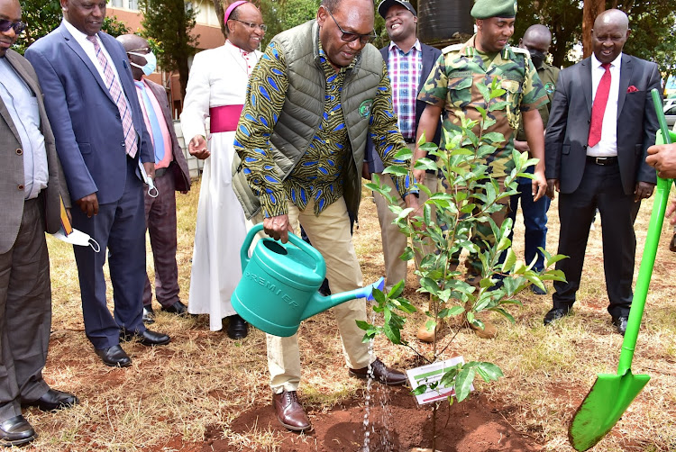 Environment and Forestry Principal Secretary Chris Kiptoo waters a tree he planted during the launch of Wangari Maathai 10 million tree challenge in Nyeri on Monday.