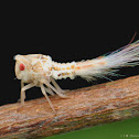 Planthopper Nymph