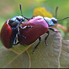 Pappel-/ Weidenblattkäfer