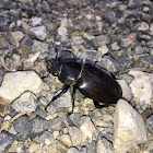 Stag Beetle