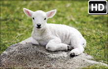 Sheep Wallpapers Sheeps New Tab freeaddon.com small promo image