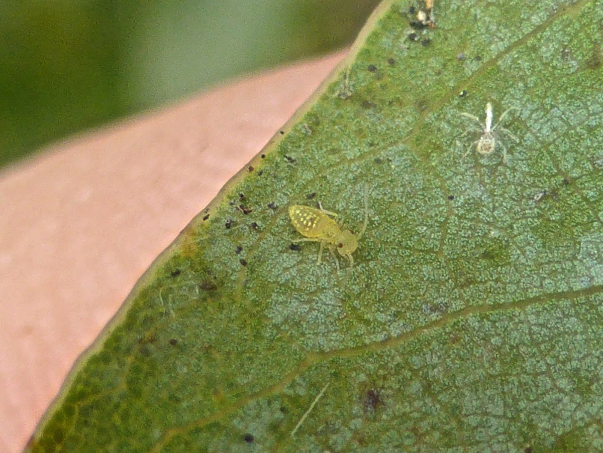 Lizard Barklouse Nymph