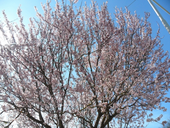 Alberi di primavera! di Trutzy