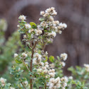 Coyote Brush