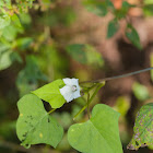 Small White Morning Glory