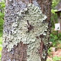 Green Shield Lichen