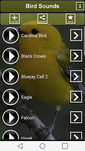 Bird Sounds