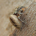 Jumping Spider