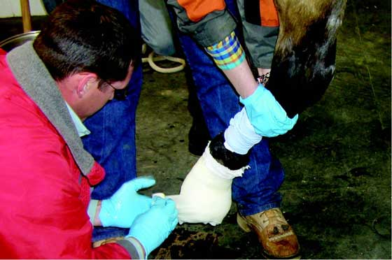 Application of the third roll of casting tape begins with the limb extended cranially off of the board while the toe is incorporated.