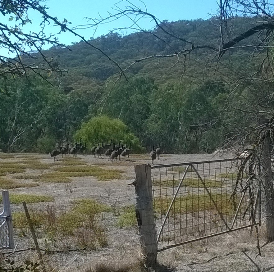 Emu