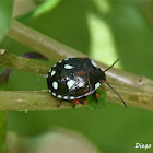 Chinavia erythrocnemis