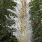 Blady Grass