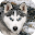 Husky Live Wallpaper (wallpapers & backgrounds) Download on Windows