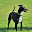 Greyhound HD Wallpapers Dog Theme