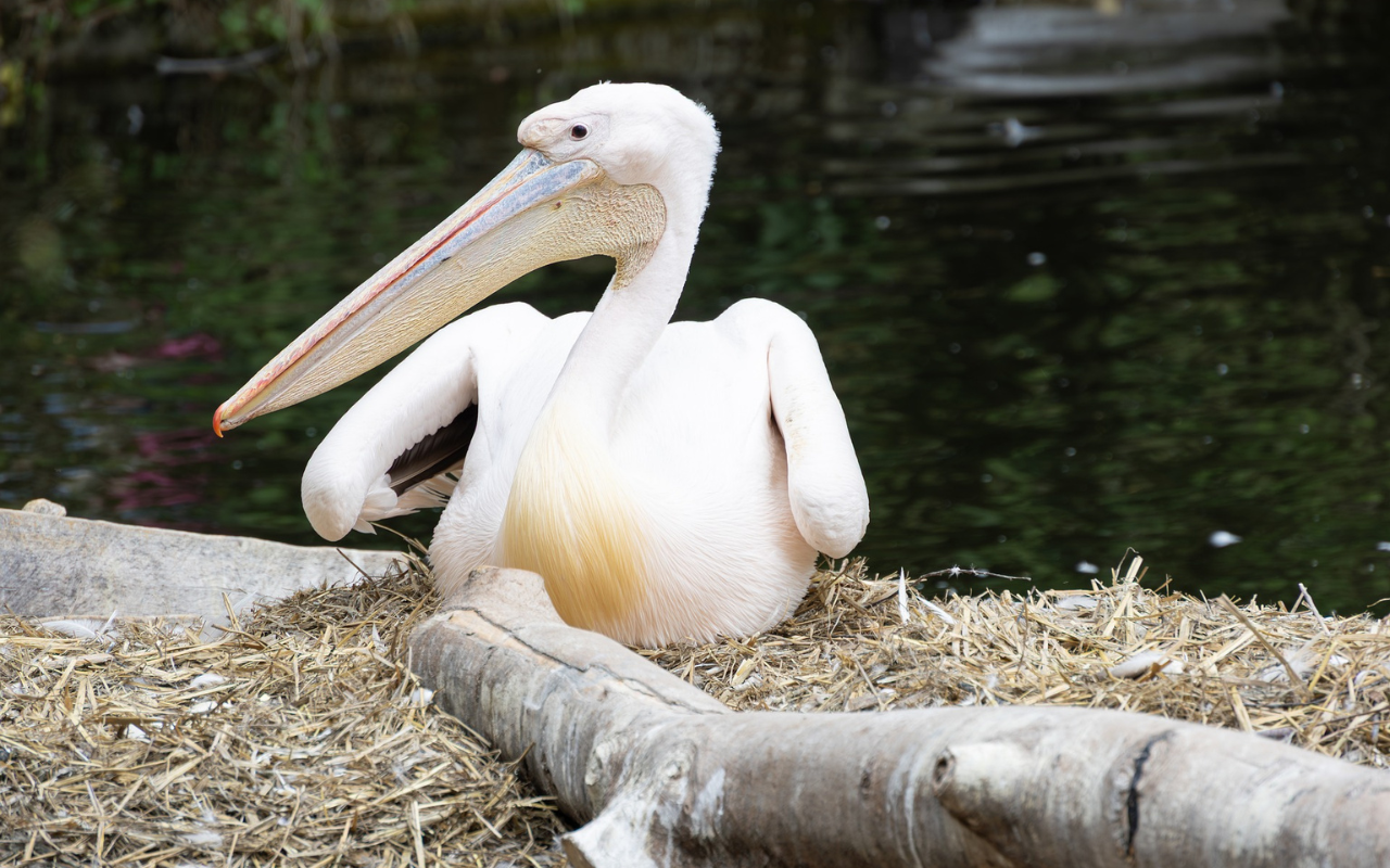 Pelican Lying by the Lake