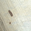 Tent caterpillar