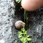 terrestrial snail