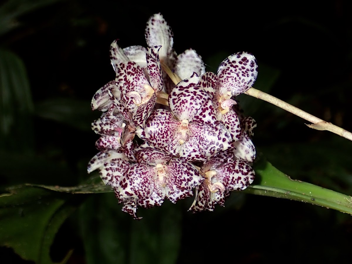 Elephant Ears Orchid