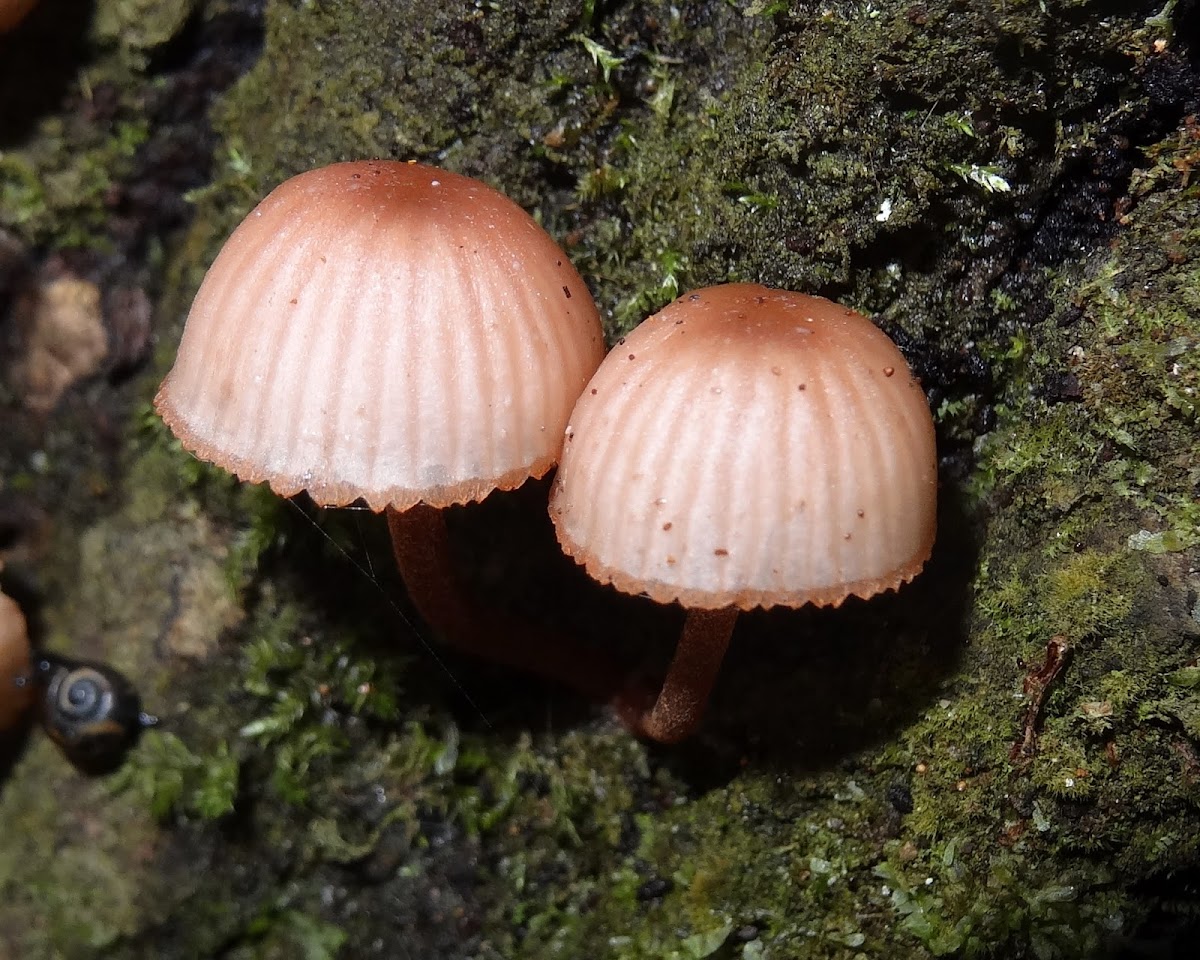 Mycena sp?