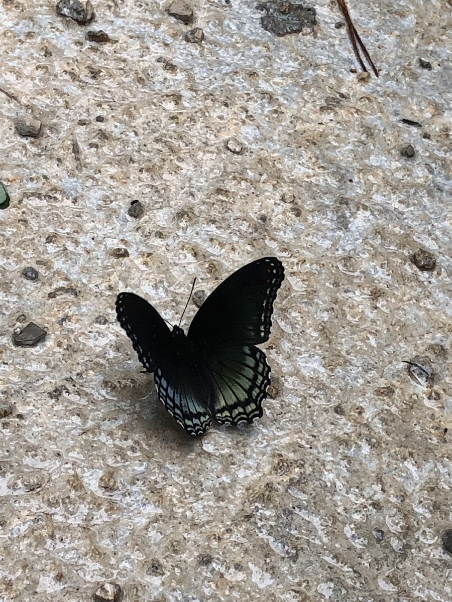 Red Spotted Purple