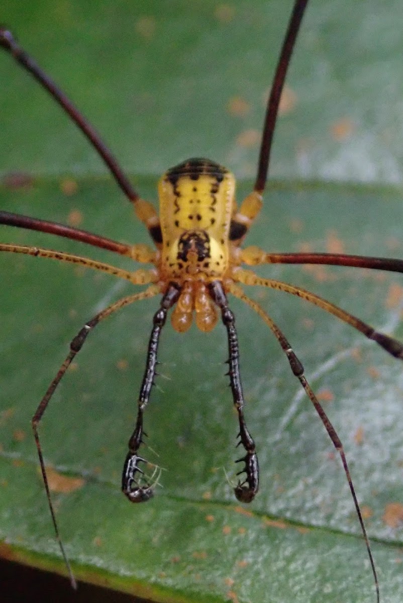 Harvestmen