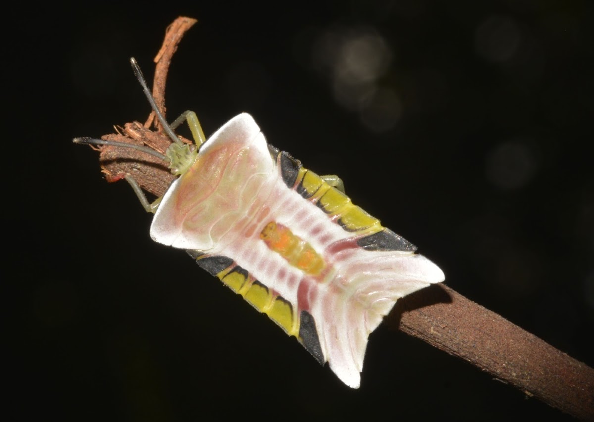 Giant Shield Stink Bug Nymph