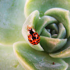 harlequin ladybird