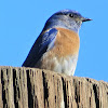 Western Bluebird