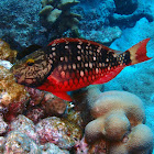 Stoplight Parrotfish (Initial Phase)