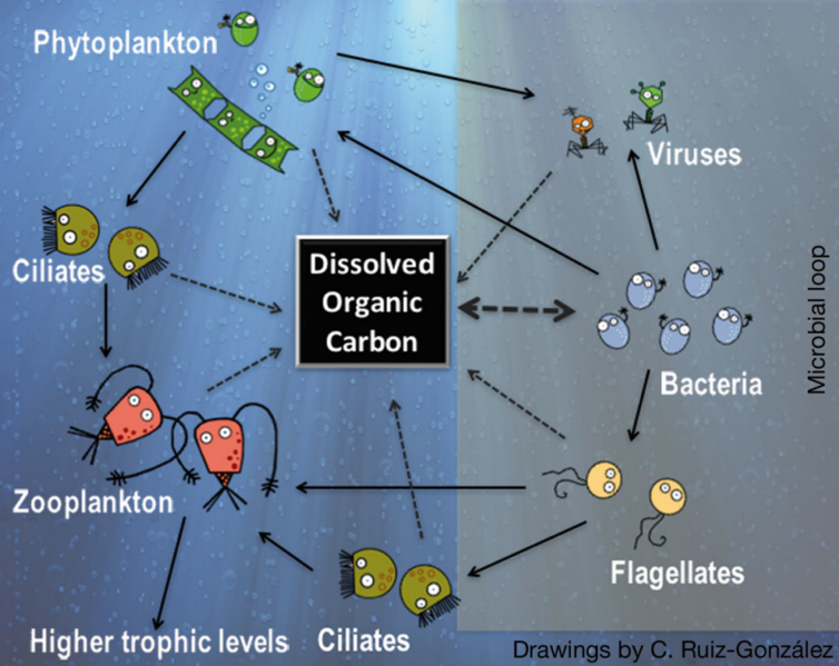 A food web labeled microbial loop centers around dissolved organic carbon or DOC shows dotted arrows between DOC and the surrounding organisms: phytoplankton, viruses, bacteria, flagellates, and zooplankton. Arrows connect many of the microbes and an arrow shows higher trophic levels consuming zooplankton. Drawings by C. Ruiz-Gonzalez