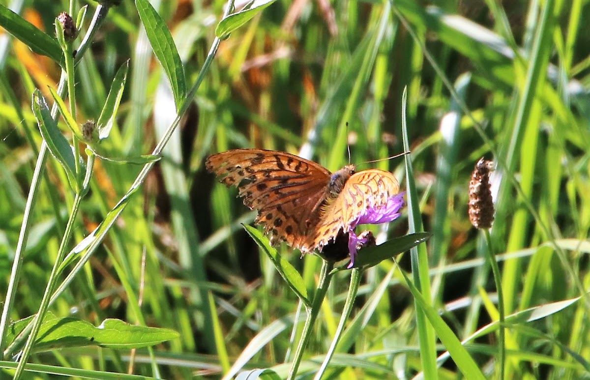 Silver-washed fritillary