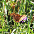 Silver-washed fritillary