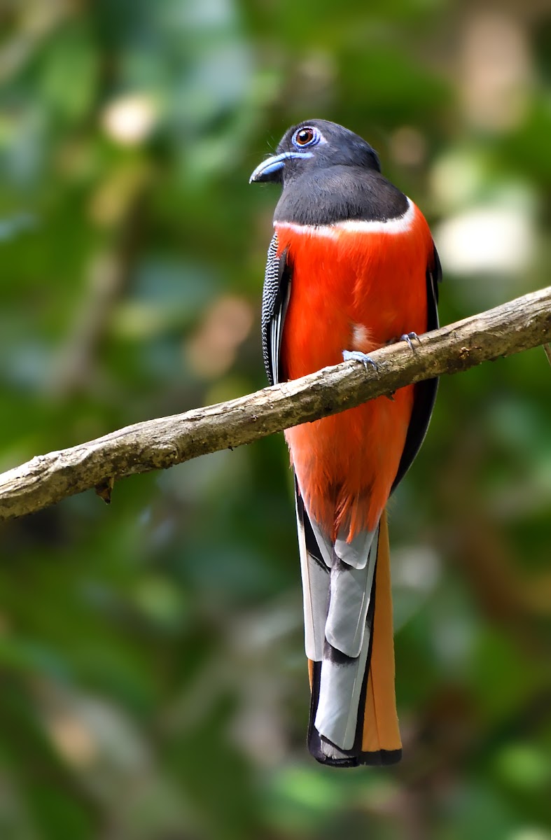 Malabar Trogon